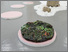 [thumbnail of Install shot of exhibition, photography by Kensuke Hashimoto courtesy of Gallery Miyauchi.]