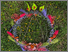 [thumbnail of Perennial Exhibition Poster]